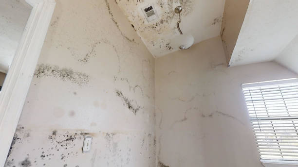 Best Crawl Space Mold Remediation  in Laurel Park, NC