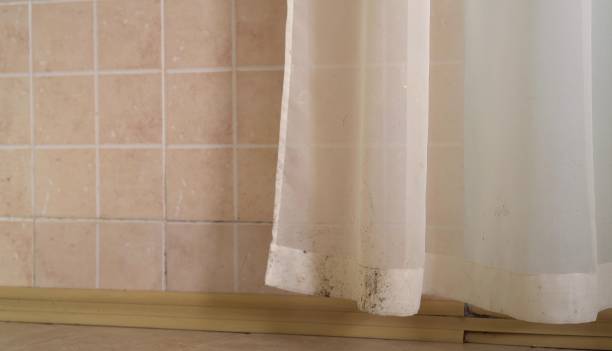 Laurel Park, NC Mold Removal Company