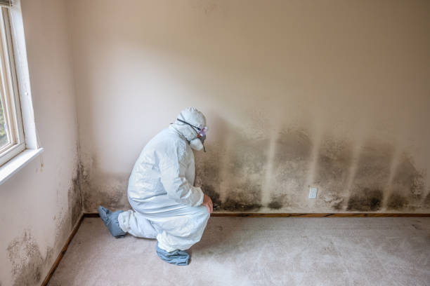Best Comprehensive Air Testing for Mold Contaminants  in Laurel Park, NC