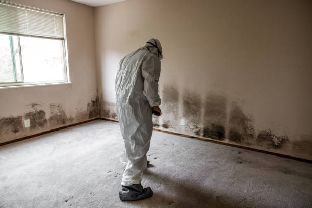 Best Mold Odor Removal Services  in Laurel Park, NC