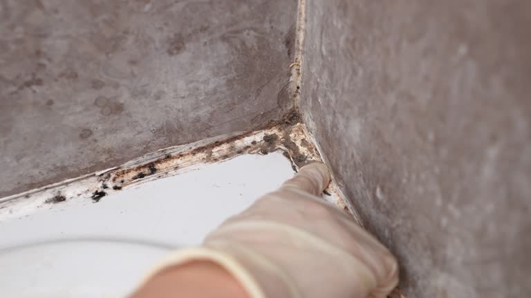 Best Indoor Air Quality Assessment  in Laurel Park, NC